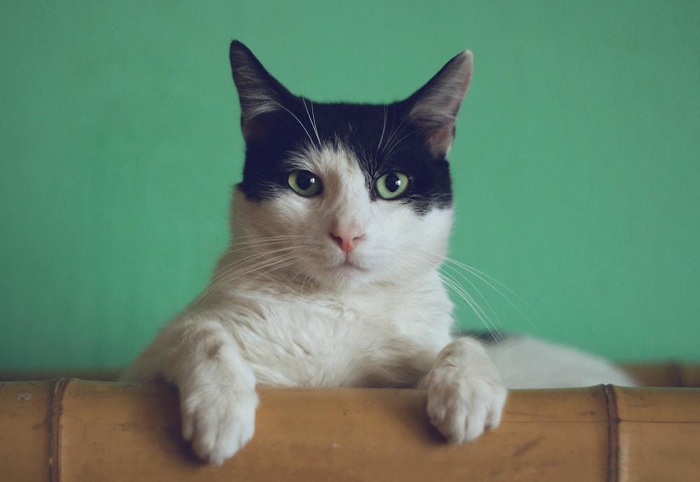 可爱猫咪